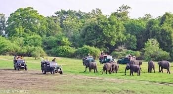 jungle-safari-rajasthan-ranthambore